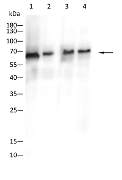 MYB Antibody