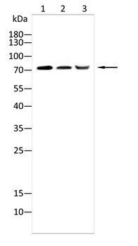 MYB Antibody