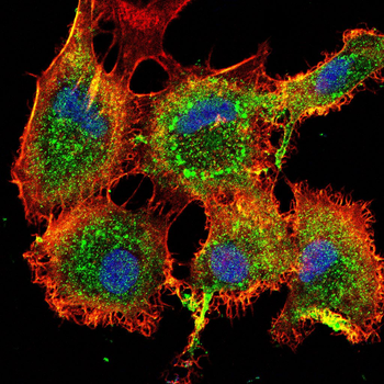 LXN Antibody