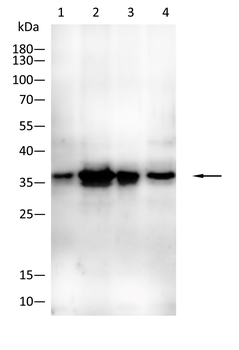 LXN Antibody
