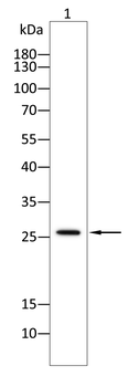 LXN Antibody
