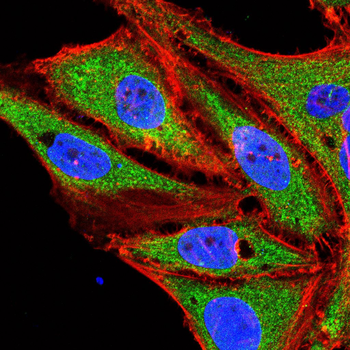 DLGAP1 Antibody