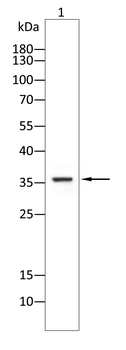 LIMS1 Antibody