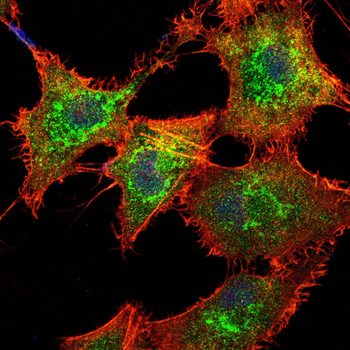 ITK Antibody