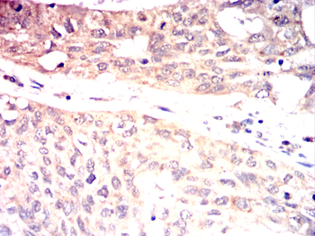 ITK Antibody