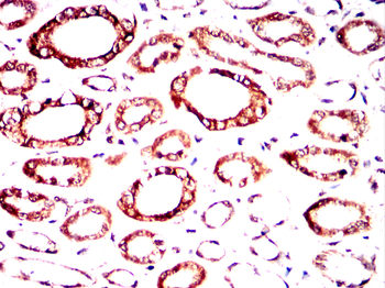 ITK Antibody