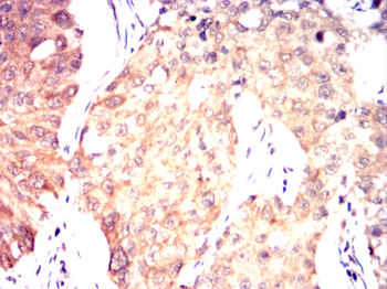 ITK Antibody