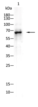ITK Antibody