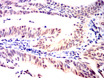 MCM2 Antibody