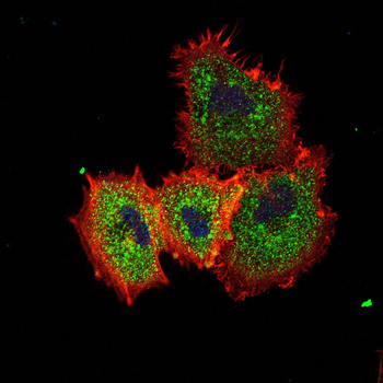 PHB1 Antibody