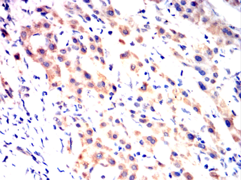 PHB1 Antibody