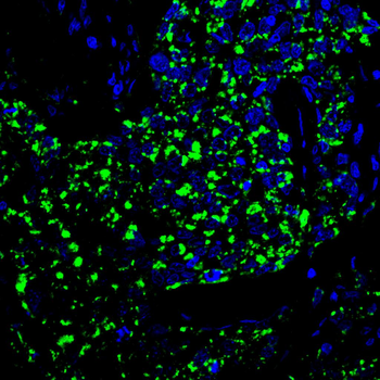 PHB1 Antibody