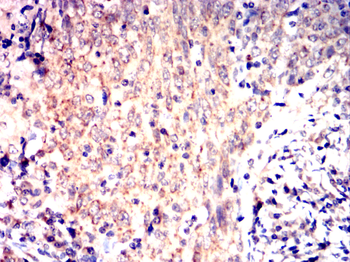 PHB1 Antibody