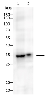 PHB1 Antibody