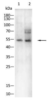FOXP2 Antibody