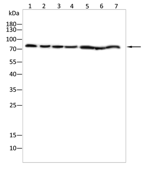 FOXP2 Antibody