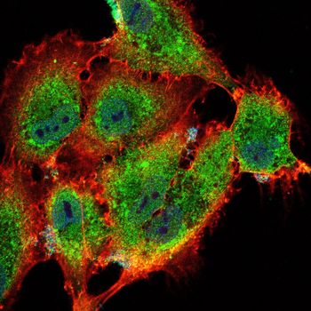 MBP Antibody