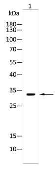 MBP Antibody