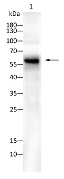 MBP Antibody