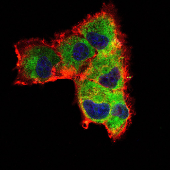NQO1 Antibody