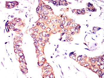 NQO1 Antibody