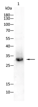 NQO1 Antibody