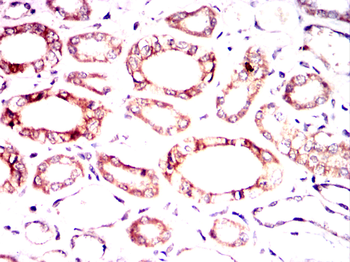 PPP1CA Antibody