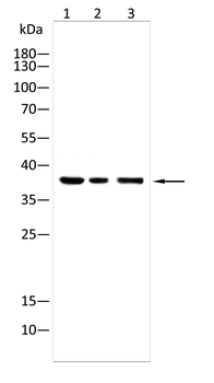 PPP1CA Antibody
