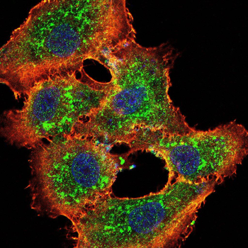RAB20 Antibody