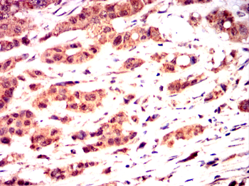 RAB20 Antibody