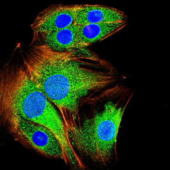 TUBA8 Antibody