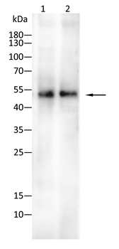 TUBA8 Antibody