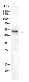 BPIFB1 Antibody