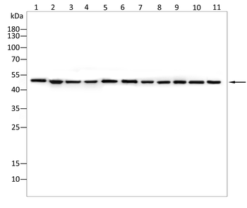 BPIFB1 Antibody