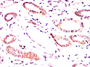 DLK1 Antibody