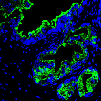 DLK1 Antibody