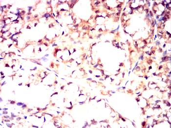 DLK1 Antibody