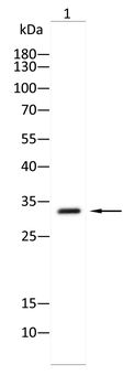 DLK1 Antibody