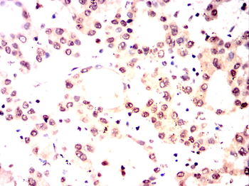 BMI1 Antibody
