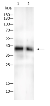 BMI1 Antibody