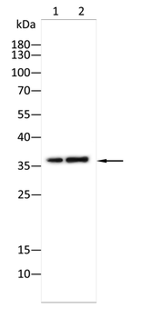 BMI1 Antibody