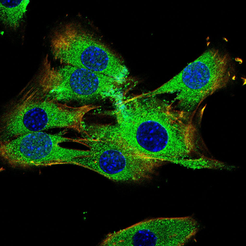 NEFL Antibody