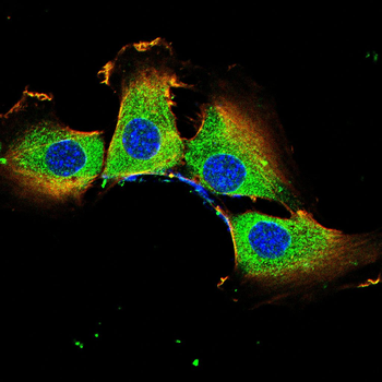 FGG Antibody