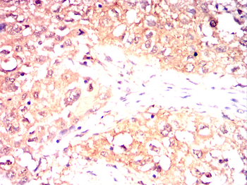 FGG Antibody
