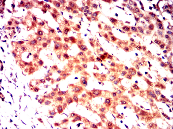 FGG Antibody