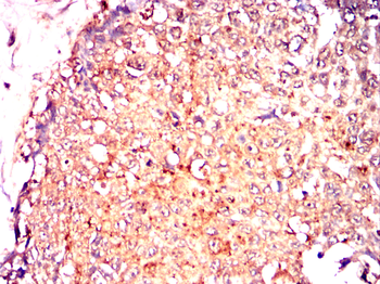 FGG Antibody