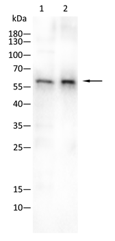 FGG Antibody