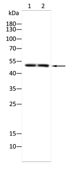 FGG Antibody