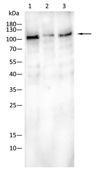 ALPL Antibody