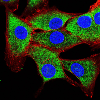 MSN Antibody
